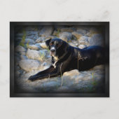 Carte Postale Gros noir Pitbull Lab Cross (Devant)