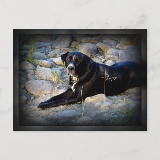 Carte Postale Gros noir Pitbull Lab Cross (Devant)