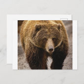 Carte Postale gros ours brun (Devant / Derrière)