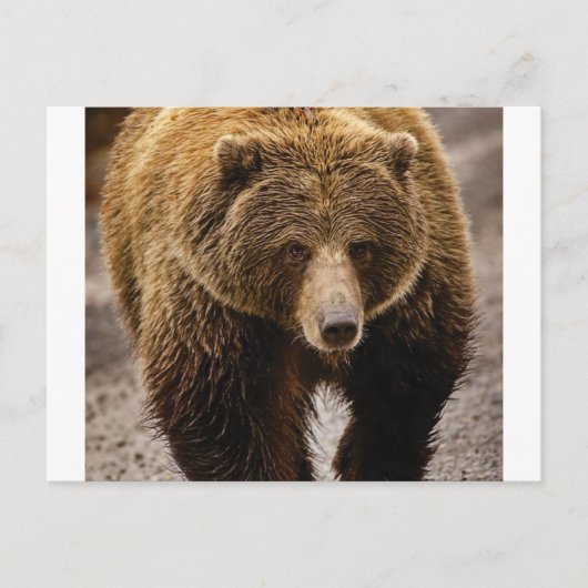 Carte Postale gros ours brun (Devant)