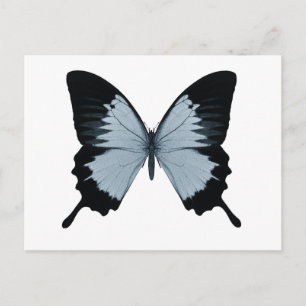 Carte Postale Gros Papillon bleu et noir