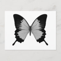 Gros Papillon gris et noir