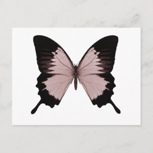 Carte Postale Gros Papillon rouge et noir