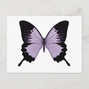 Carte Postale Gros papillon violet et noir