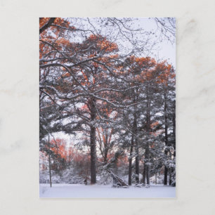 Carte Postale Gros pins à neige au lever du soleil Photo d'hiver