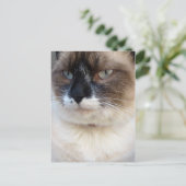 Carte Postale Gros Plan (Debout devant)