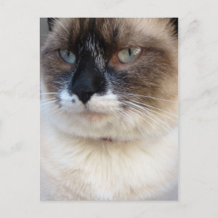 Carte Postale Gros Plan