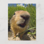 Carte Postale Gros plan (Devant)