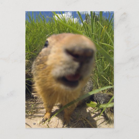 Carte Postale Gros plan (Devant)