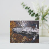 Carte Postale Gros plan Alligator de Floride (Debout devant)