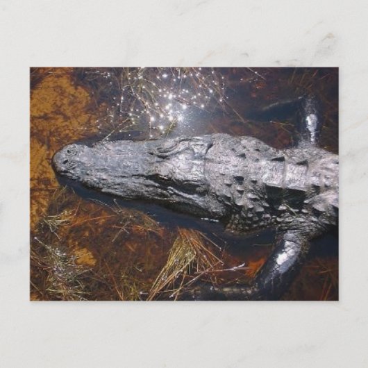 Carte Postale Gros plan Alligator de Floride (Devant)