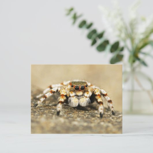 Carte postale Gros plan Araignée (Debout devant)