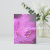 Carte Postale Gros plan Azalea (Debout devant)