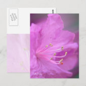 Carte Postale Gros plan Azalea (Devant / Derrière)