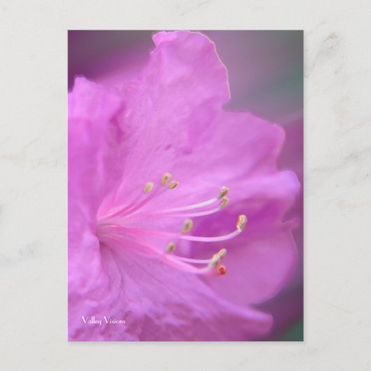 Carte Postale Gros plan Azalea (Devant)