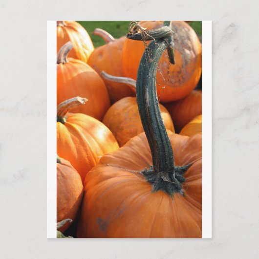 Carte Postale Gros plan citrouille (Devant)