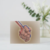 Carte Postale Gros Plan D'Alveolus (Debout devant)