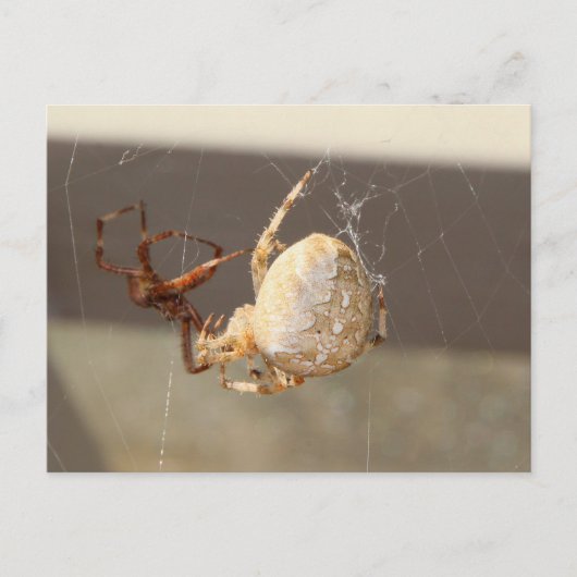 Carte Postale Gros plan d'araignée (Devant)