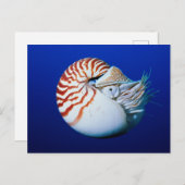 Carte Postale Gros Plan De Chambres Nautilus (Devant / Derrière)