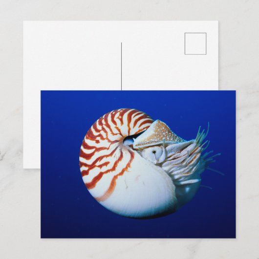 Carte Postale Gros Plan De Chambres Nautilus (Devant / Derrière)