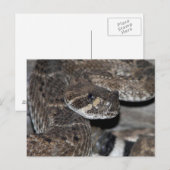 Carte Postale Gros plan De Crotale. (Devant / Derrière)