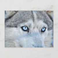 Gros plan de Husky Sibérien aux yeux bleus