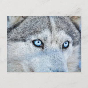 Carte Postale Gros plan de Husky Sibérien aux yeux bleus