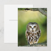 Carte Postale Gros plan de la chouette de scie du Nord (Devant / Derrière)