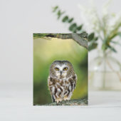 Carte Postale Gros plan de la chouette de scie du Nord (Debout devant)