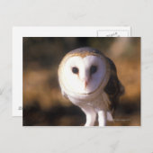 Carte Postale 'Gros plan de la Chouette des Granges, Terre entre (Devant / Derrière)