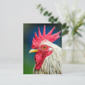 Carte Postale Gros plan de la coq (Debout devant)