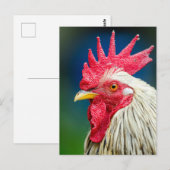 Carte Postale Gros plan de la coq (Devant / Derrière)