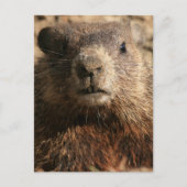 Carte Postale Gros plan De La Faune (Devant)