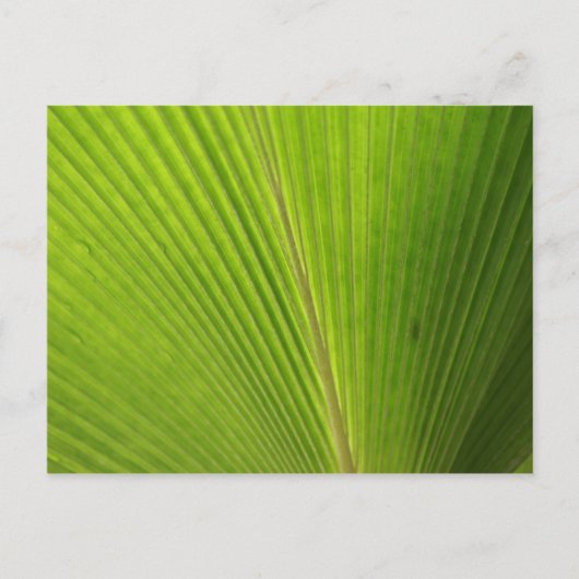 Carte Postale Gros plan de la feuille de palme (Devant)