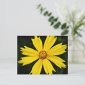 Carte Postale Gros plan de la fleur de Cosmos jaune (Debout devant)