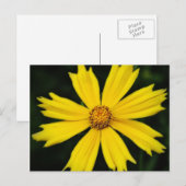 Carte Postale Gros plan de la fleur de Cosmos jaune (Devant / Derrière)