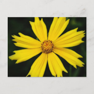 Carte Postale Gros plan de la fleur de Cosmos jaune