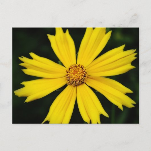 Carte Postale Gros plan de la fleur de Cosmos jaune (Devant)