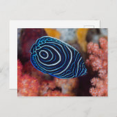 Carte Postale Gros plan de l'empereur des Anges (Devant / Derrière)