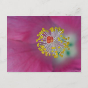 Carte Postale Gros plan de l'estomac à fleurs d'Hibiscus, Hibisc