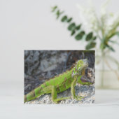 Carte Postale Gros plan de l'iguane à Key West Florida (Debout devant)