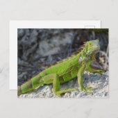 Carte Postale Gros plan de l'iguane à Key West Florida (Devant / Derrière)