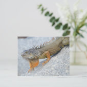 Carte Postale Gros plan de l'iguane à Key West Florida (Debout devant)