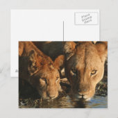 Carte Postale Gros plan de Lioness (Panthera leo) et de son peti (Devant / Derrière)