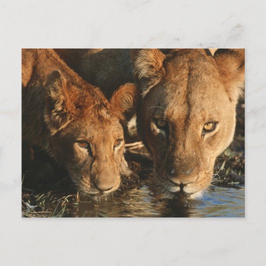 Carte Postale Gros plan de Lioness (Panthera leo) et de son peti (Devant)