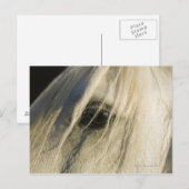 Carte Postale Gros plan de l'oeil du cheval (Devant / Derrière)