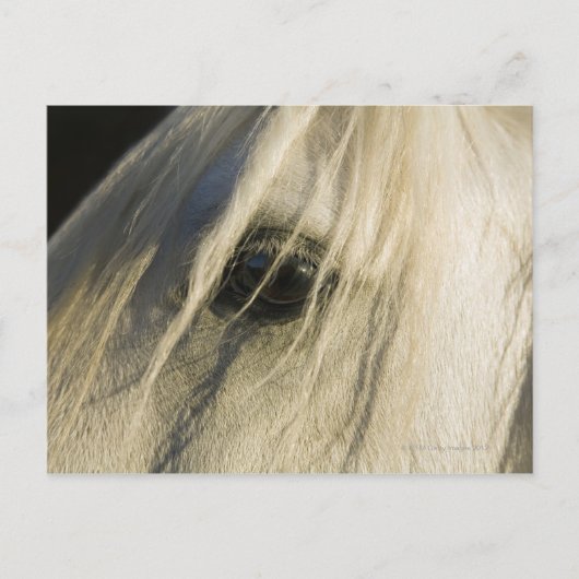 Carte Postale Gros plan de l'oeil du cheval (Devant)