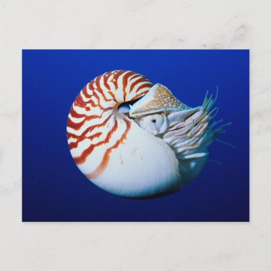 Carte Postale Gros plan de nautile à chambre (Devant)
