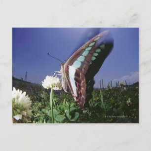 Carte Postale Gros plan de papillon sur la fleur, ailes de batta