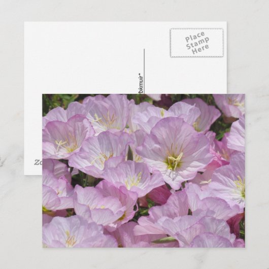 Carte postale - Gros plan de Primevère (Devant / Derrière)